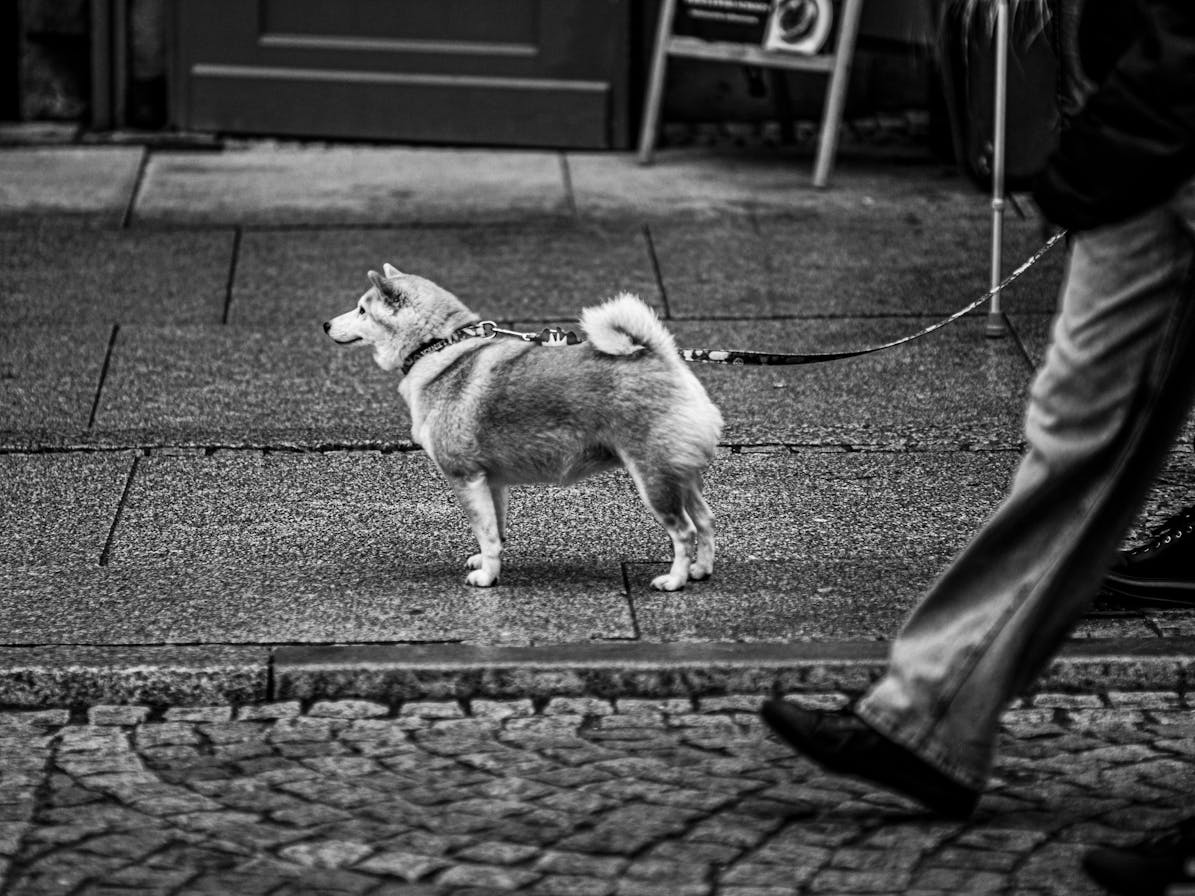 Fotografování v černobílých tónech: tipy a triky